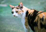 猫小姐姐声控,猫小姐姐的迷人魅力